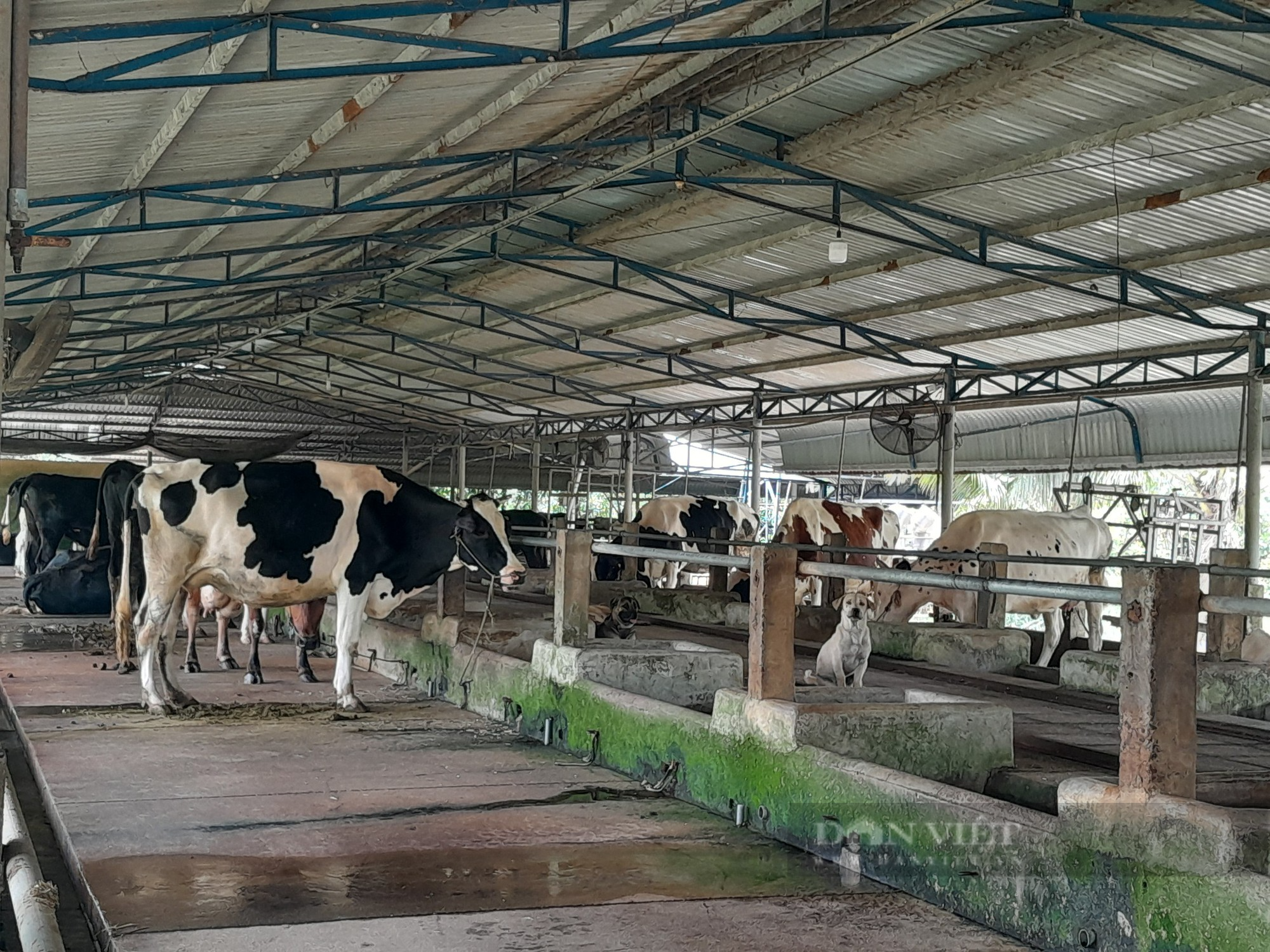 Chăn nuôi bò sữa nông hộ ở TP.HCM - bài 1: &quot;Cái nôi&quot; nuôi bò sữa đã hết ấm êm - Ảnh 5.