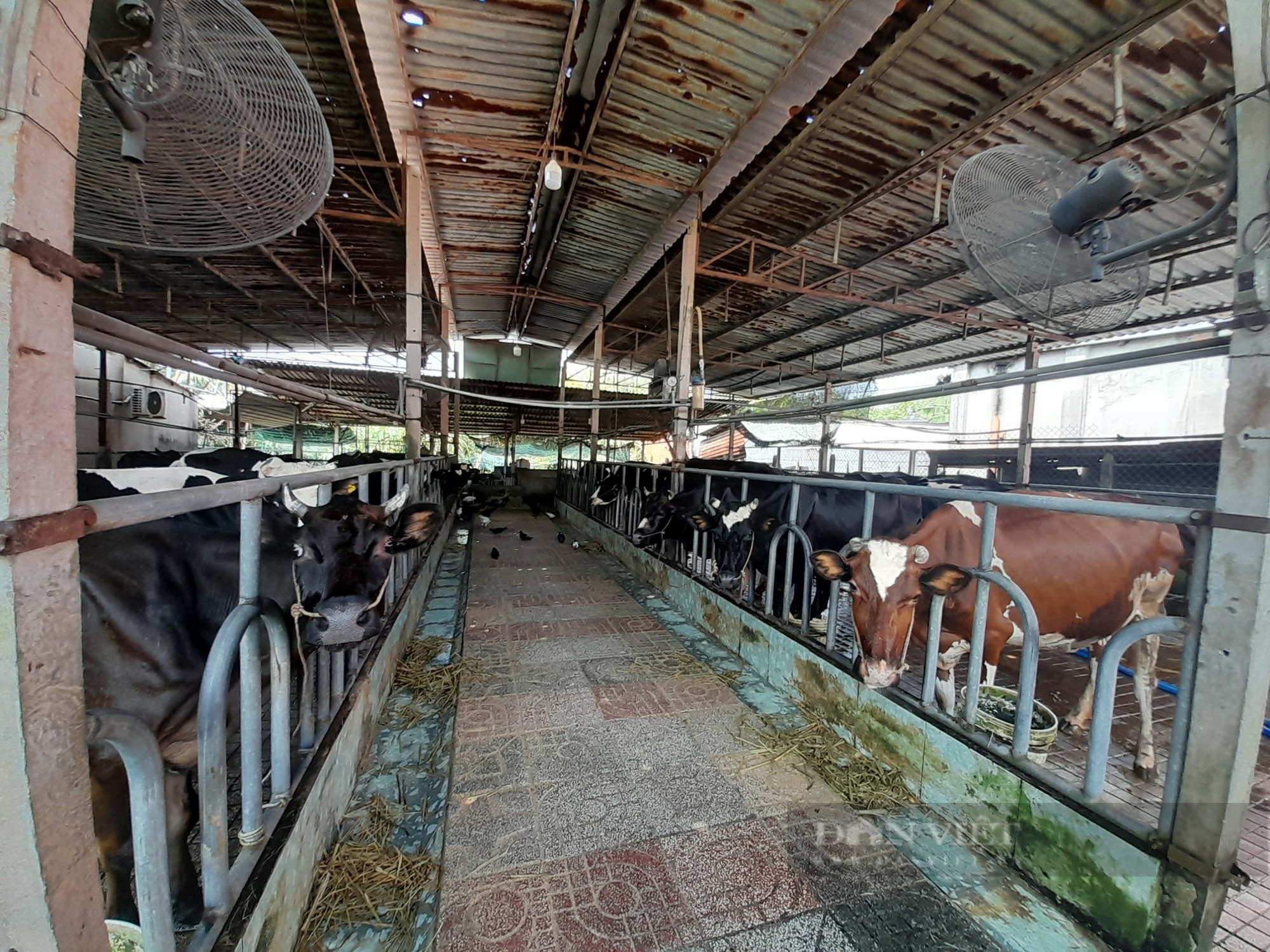 Chăn nuôi bò sữa nông hộ tại TP.HCM - bài 2: Ngành chăn nuôi bò sữa lục tục dạt ra vùng ven - Ảnh 3.