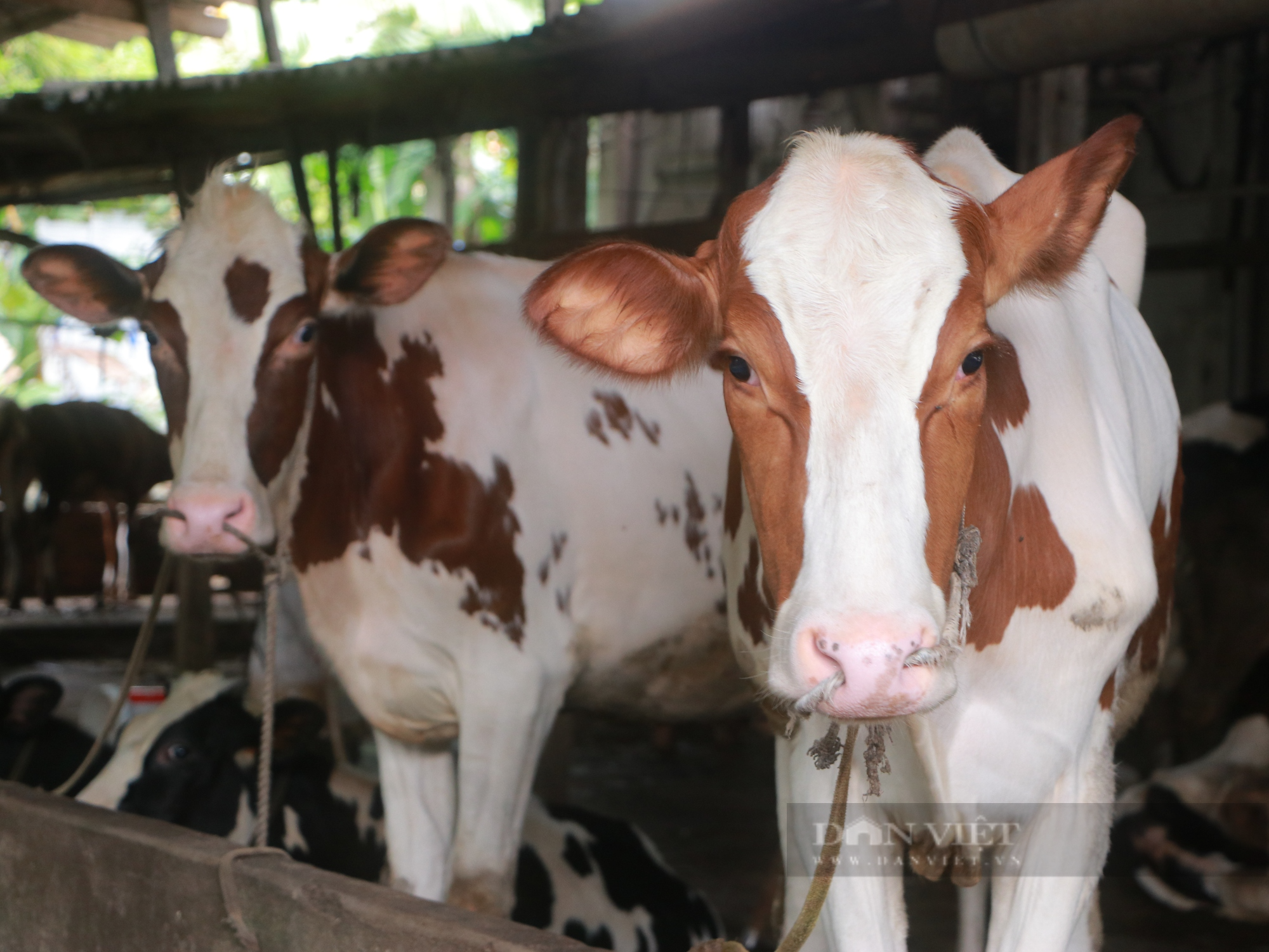 Chăn nuôi bò sữa nông hộ tại TP.HCM - bài 3: Loay hoay giữ đàn bò, giữ kế sinh nhai - Ảnh 5.