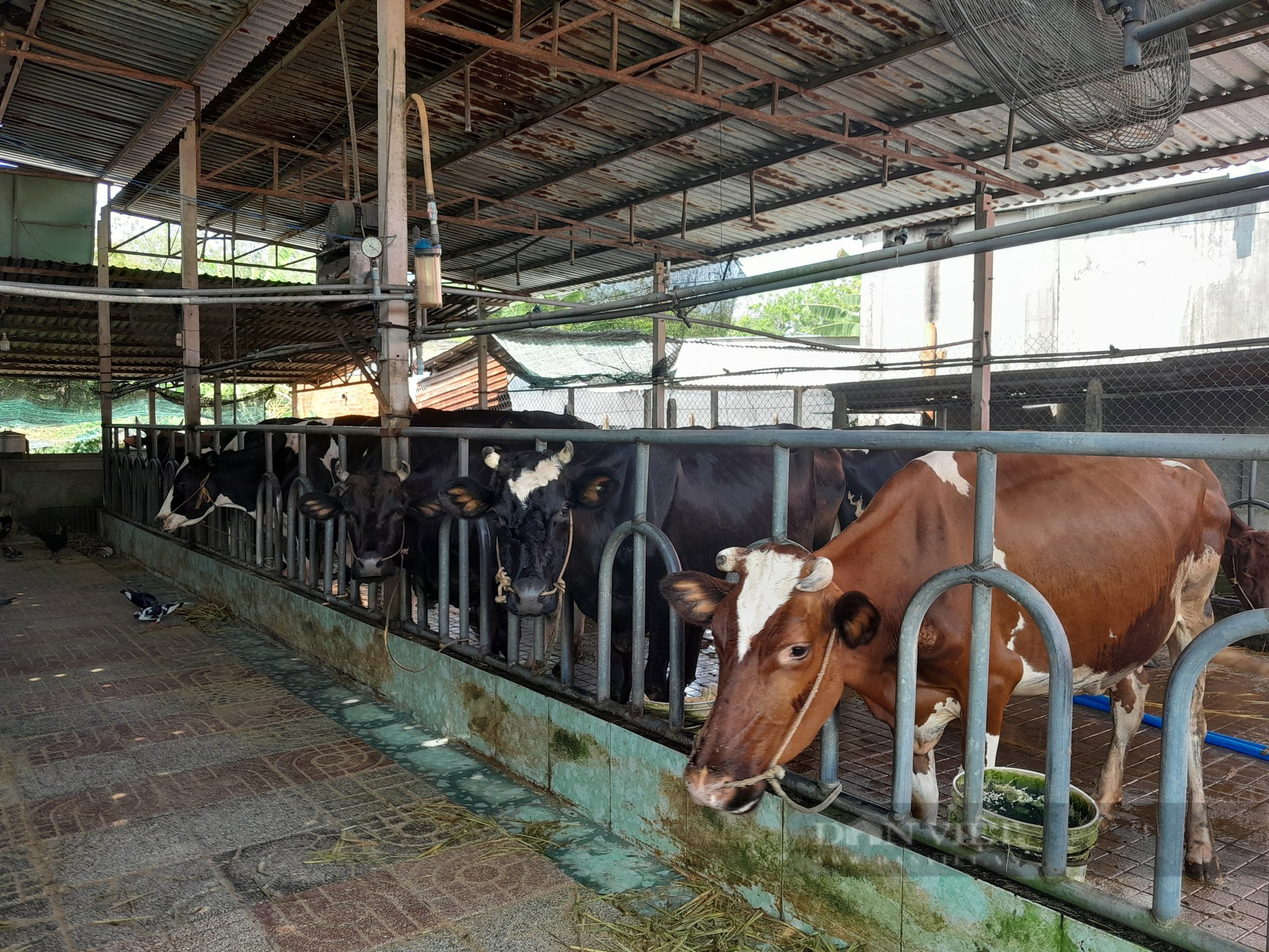 Chăn nuôi bò sữa nông hộ ở TP.HCM - bài cuối: Vì sao TP.HCM quyết tâm giữ đàn bò sữa? - Ảnh 2.
