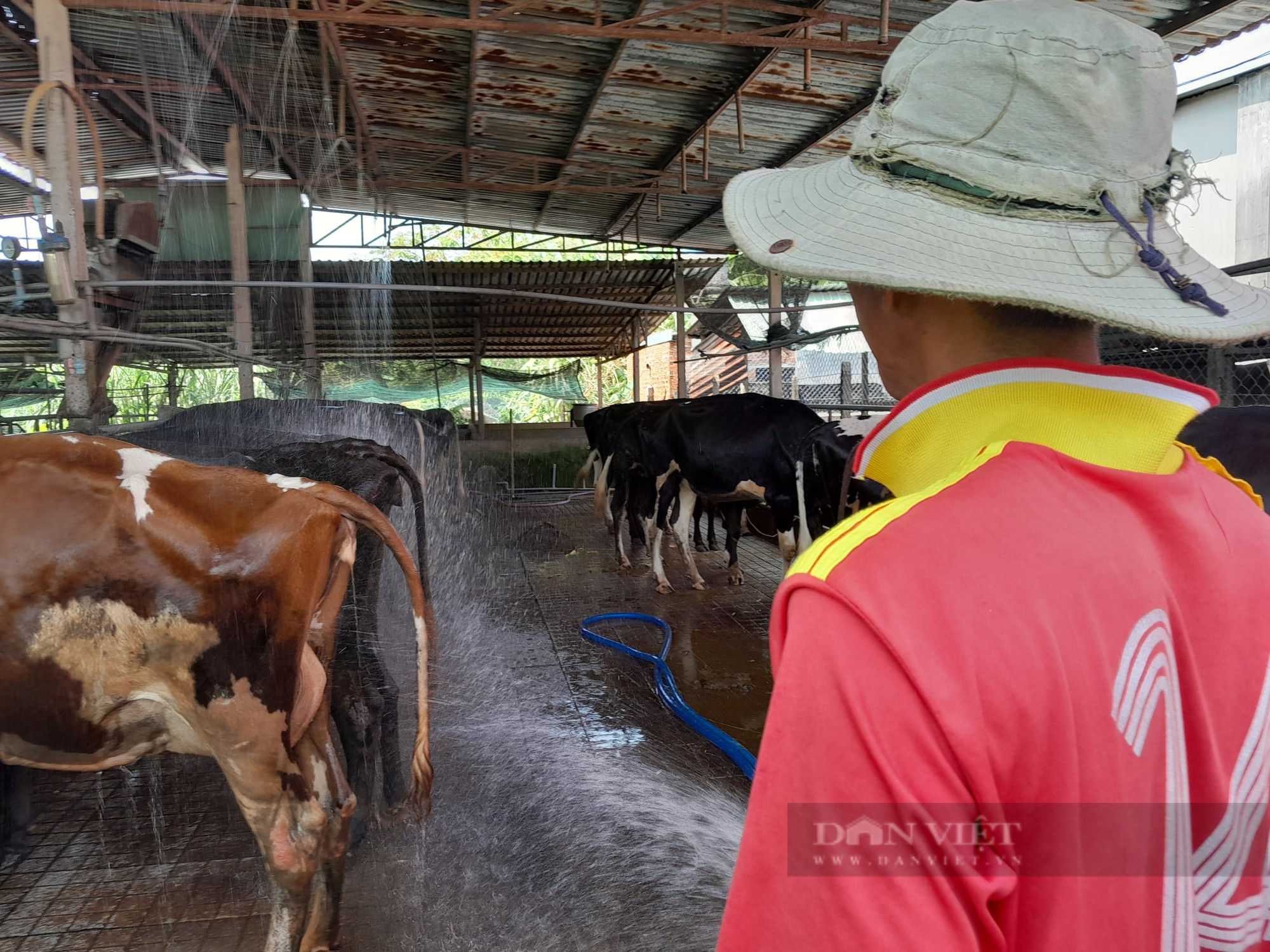 Chăn nuôi bò sữa nông hộ ở TP.HCM - bài cuối: Vì sao TP.HCM quyết tâm giữ đàn bò sữa? - Ảnh 3.