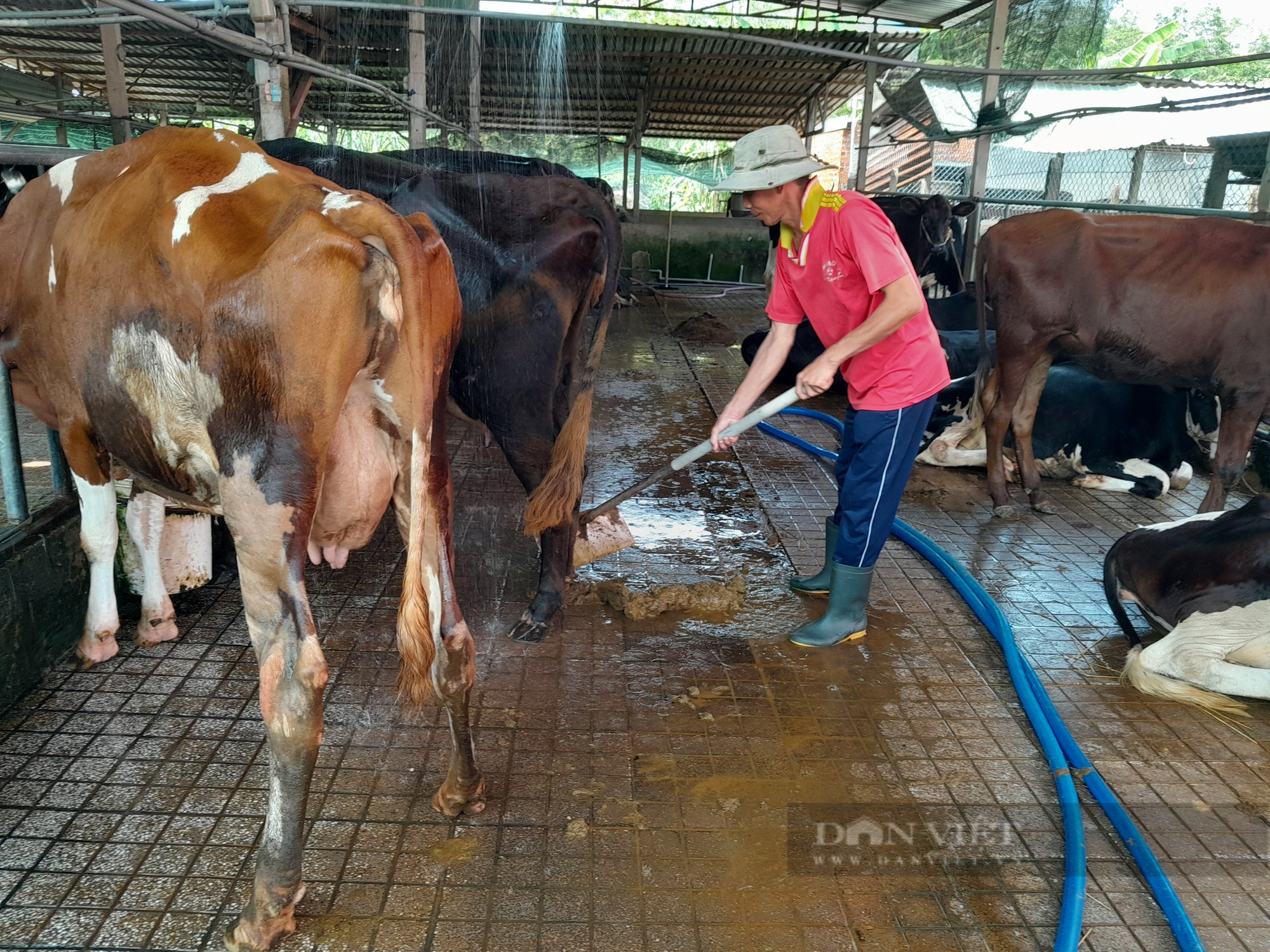 Chăn nuôi bò sữa nông hộ ở TP.HCM - bài cuối: Vì sao TP.HCM quyết tâm giữ đàn bò sữa? - Ảnh 6.