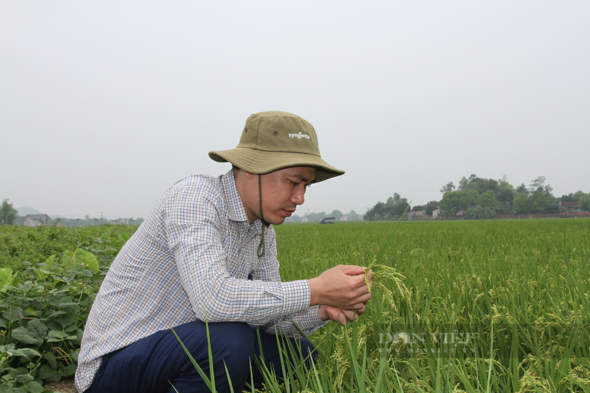 Chàng kỹ sư nông nghiệp đất chè hướng dẫn nông dân trồng loại lúa thơm ngon, giúp bà con thoát nghèo  - Ảnh 2.