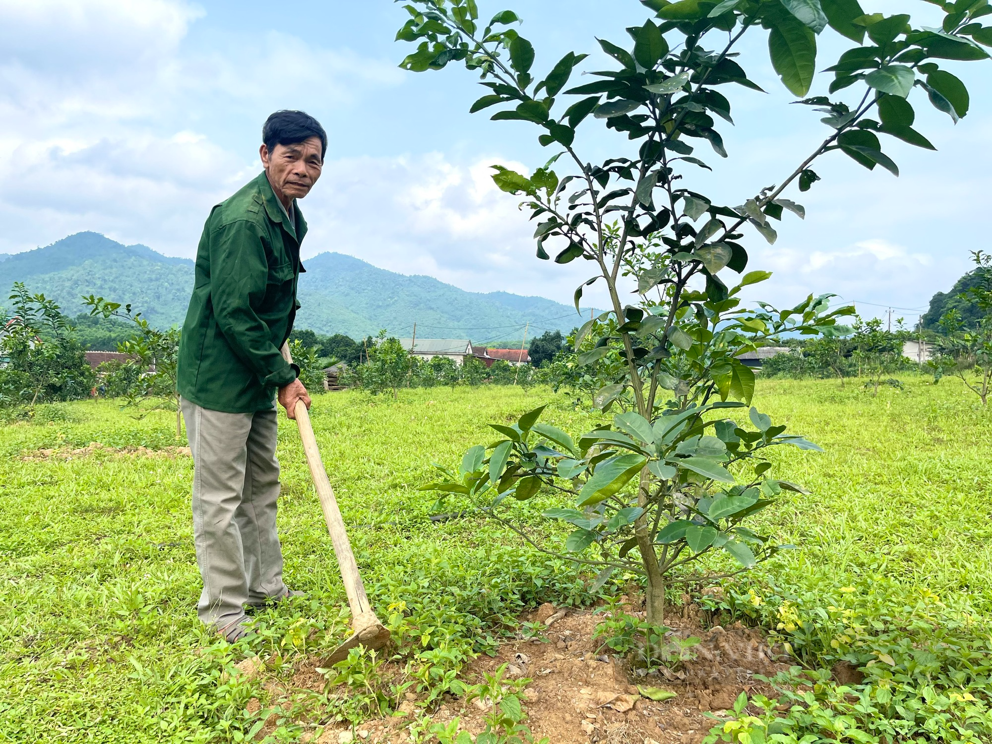 Quảng Bình: Hộ mới thoát nghèo ở xã này được hỗ trợ giống bưởi Phúc Trạch để trồng, cây lớn nhanh, lủng lẳng trái - Ảnh 1.