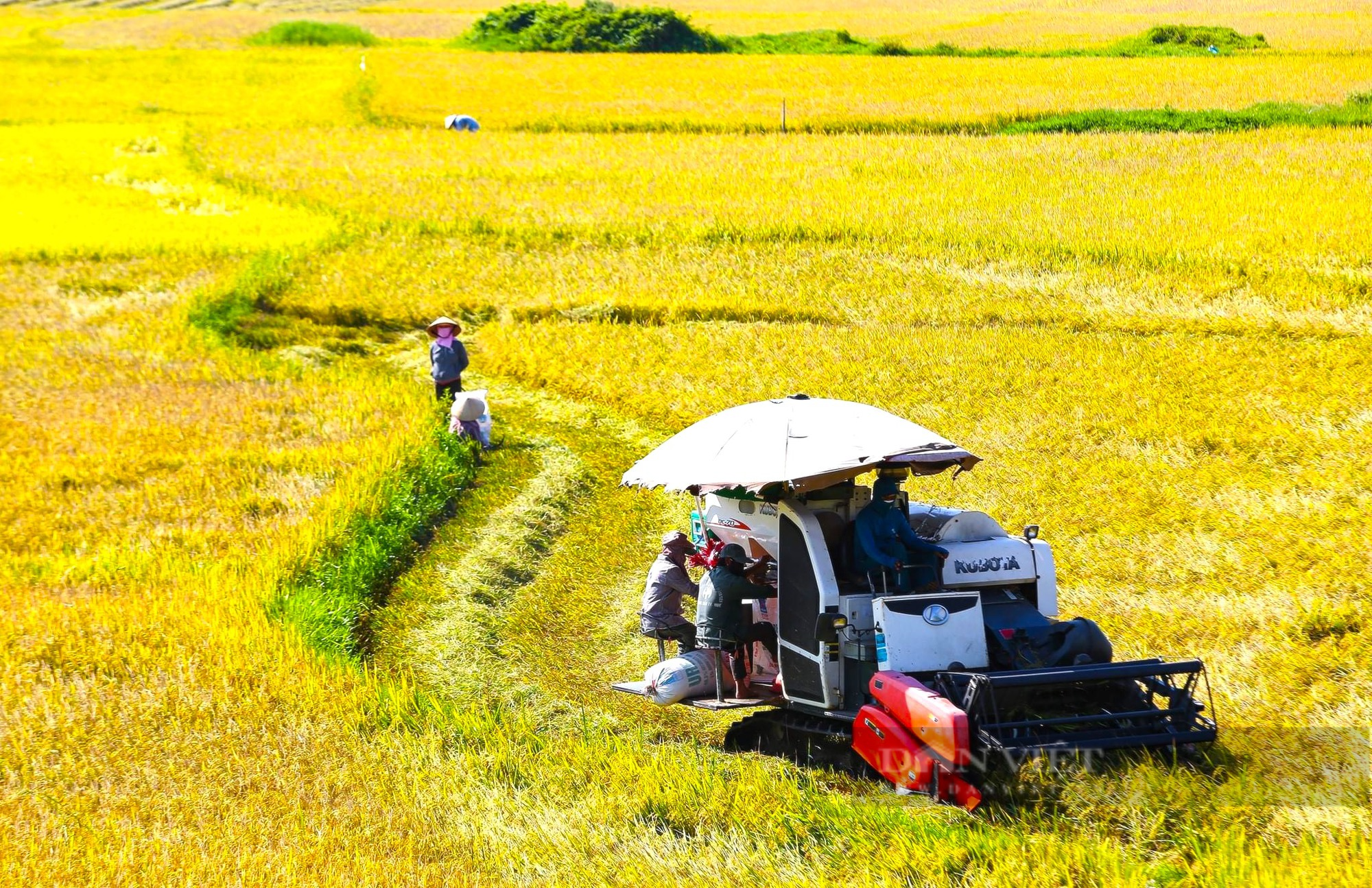 Về miền quê TT. Huế, ngắm sắc vàng ươm mùa lúa chín, đẹp như tranh - Ảnh 1.