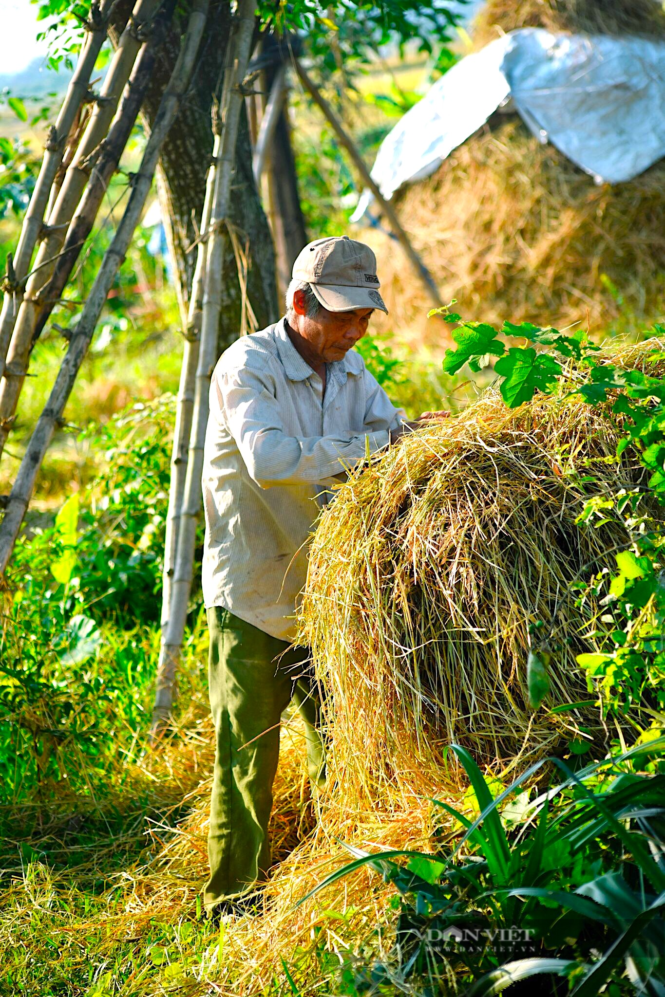 Về miền quê TT. Huế, ngắm sắc vàng ươm mùa lúa chín, đẹp như tranh - Ảnh 10.