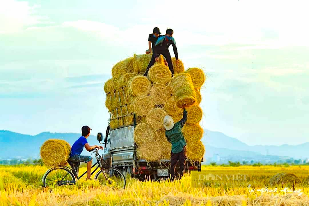 Về miền quê TT. Huế, ngắm sắc vàng ươm mùa lúa chín, đẹp như tranh - Ảnh 8.