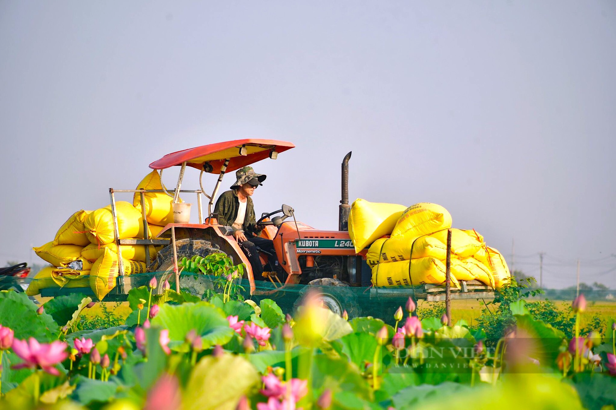 Về miền quê TT. Huế, ngắm sắc vàng ươm mùa lúa chín, đẹp như tranh - Ảnh 11.