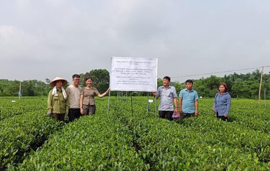 Thấy giun đất sinh sôi, búp chè lên tua tủa, nhiều hộ ở Thái Nguyên đua nhau học cách chăm sóc chè mới - Ảnh 1.