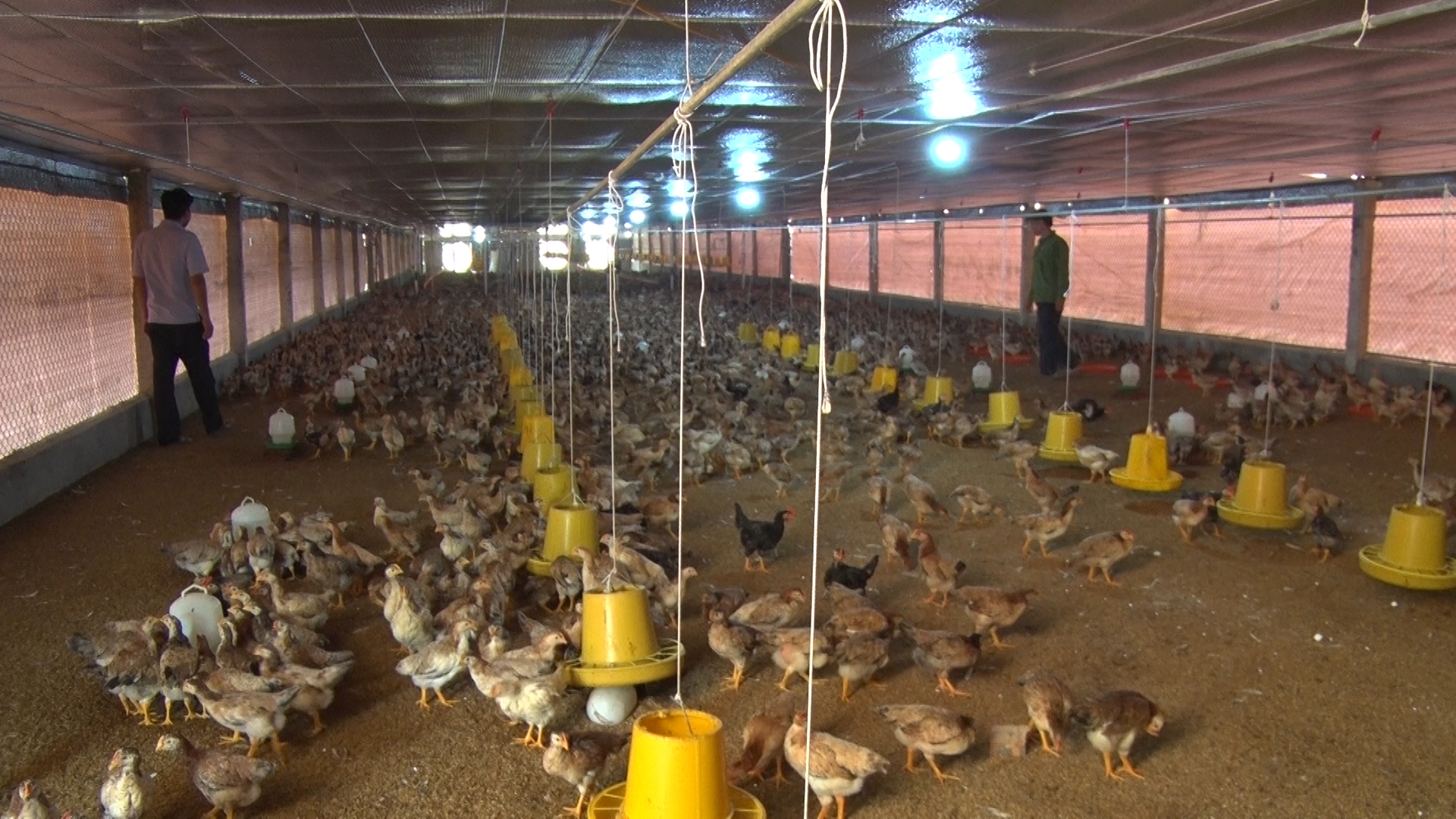 Một hợp tác xã ở Phú Thọ liên kết nông dân nuôi gà, thu hơn 10 tỷ mỗi năm - Ảnh 1.