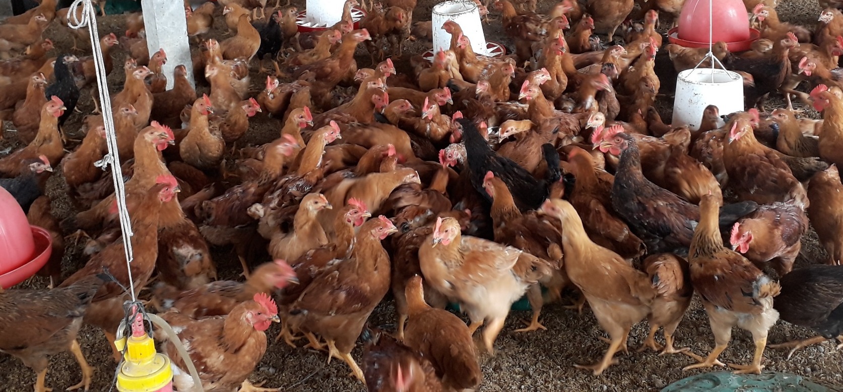 Một hợp tác xã ở Phú Thọ liên kết nông dân nuôi gà, thu hơn 10 tỷ mỗi năm - Ảnh 3.