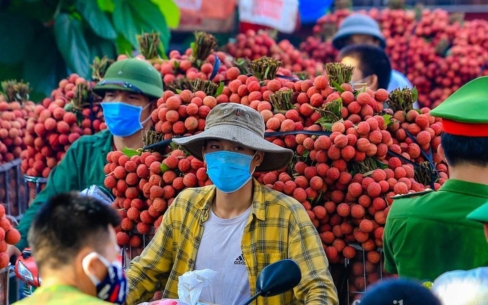 Hàng trăm thương nhân Trung Quốc đăng ký nhập cảnh Việt Nam thu mua vải thiều - Ảnh 1.
