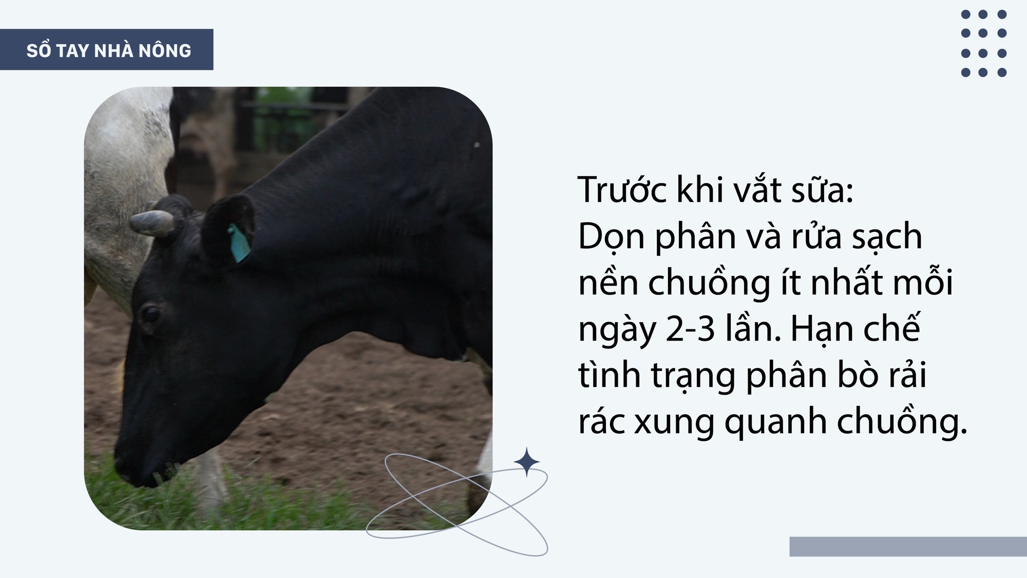 SỔ TAY NHÀ NÔNG: Hướng dẫn kỹ thuật làm chuồng nuôi bò sữa - Ảnh 2.