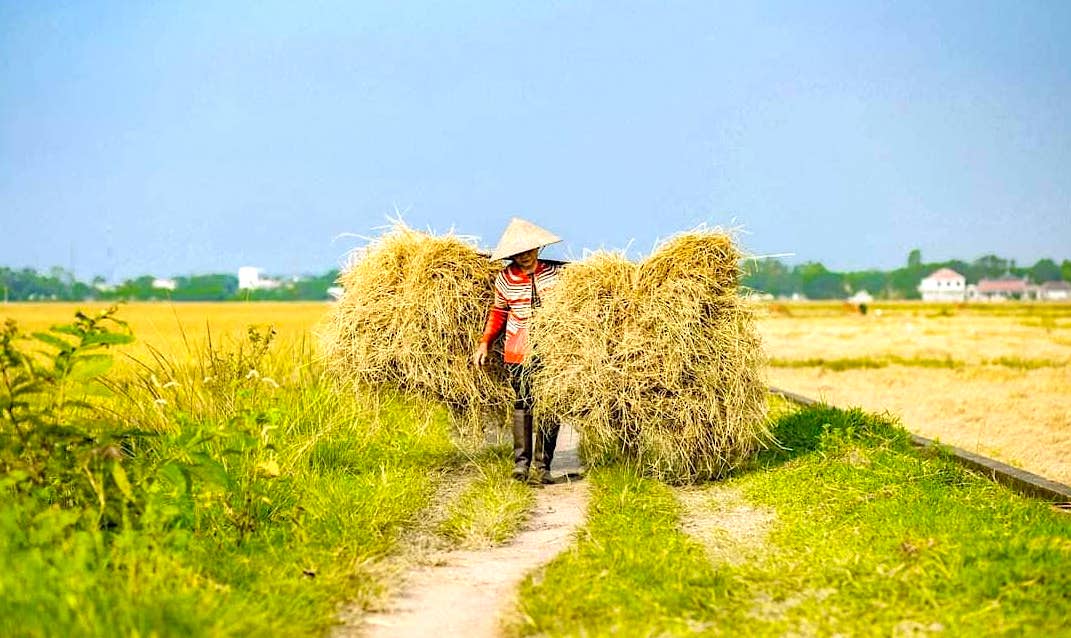 Về miền quê TT. Huế, ngắm sắc vàng ươm mùa lúa chín, đẹp như tranh - Ảnh 7.