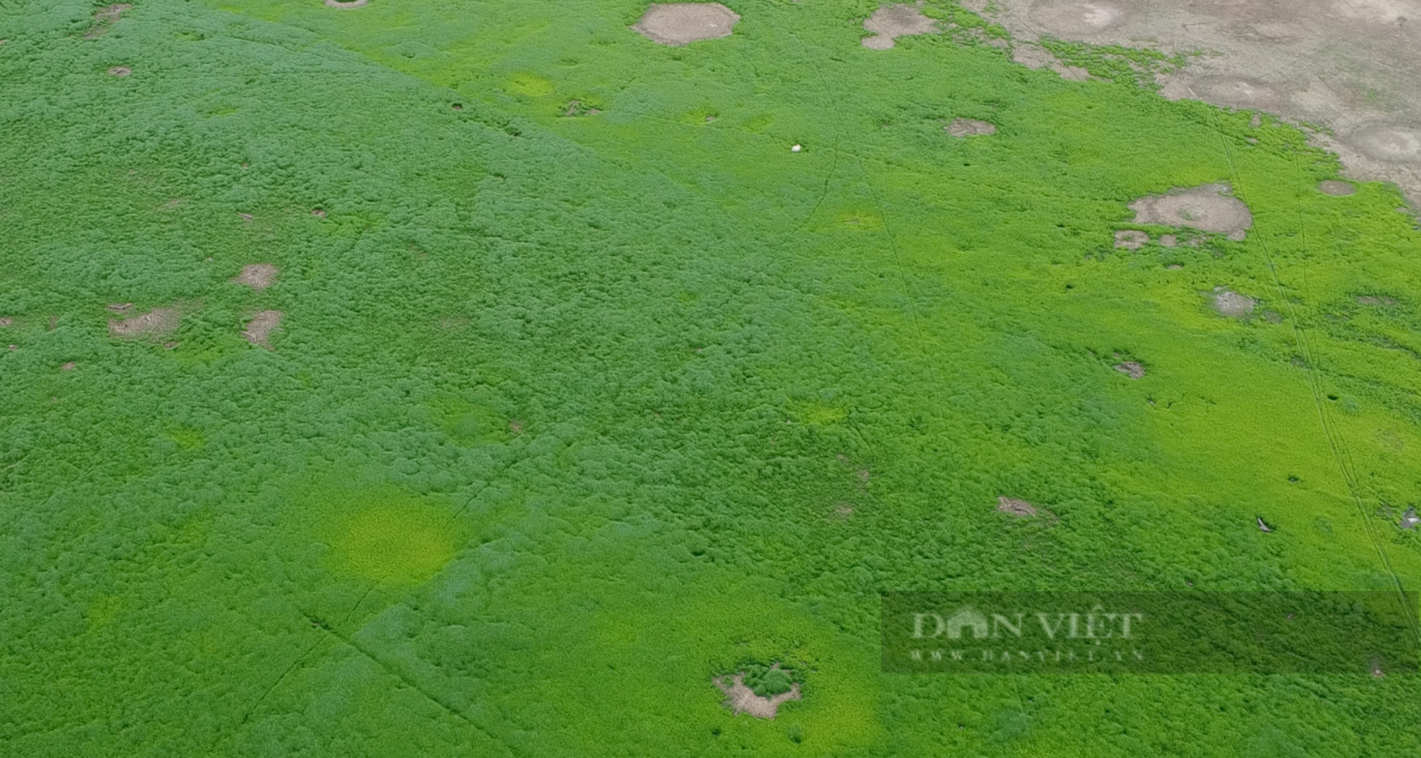 Chiêm ngưỡng thảo nguyên xanh mát giữa lòng hồ Trị An - Ảnh 8.