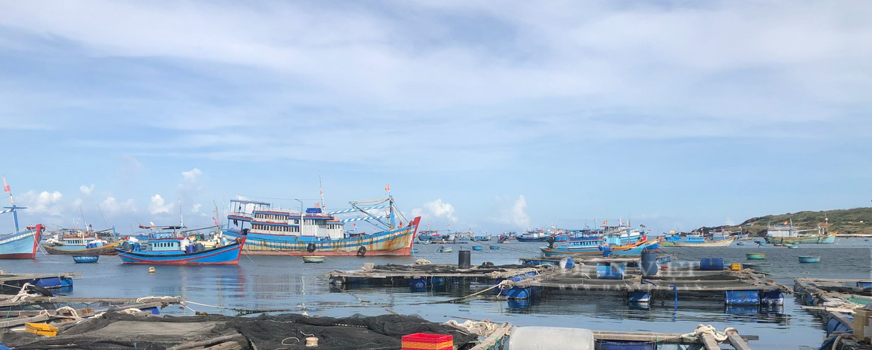 Ủy ban châu Âu sẽ thanh tra tình hình chống khai thác hải sản bất hợp pháp ở Bình Thuận - Ảnh 1.