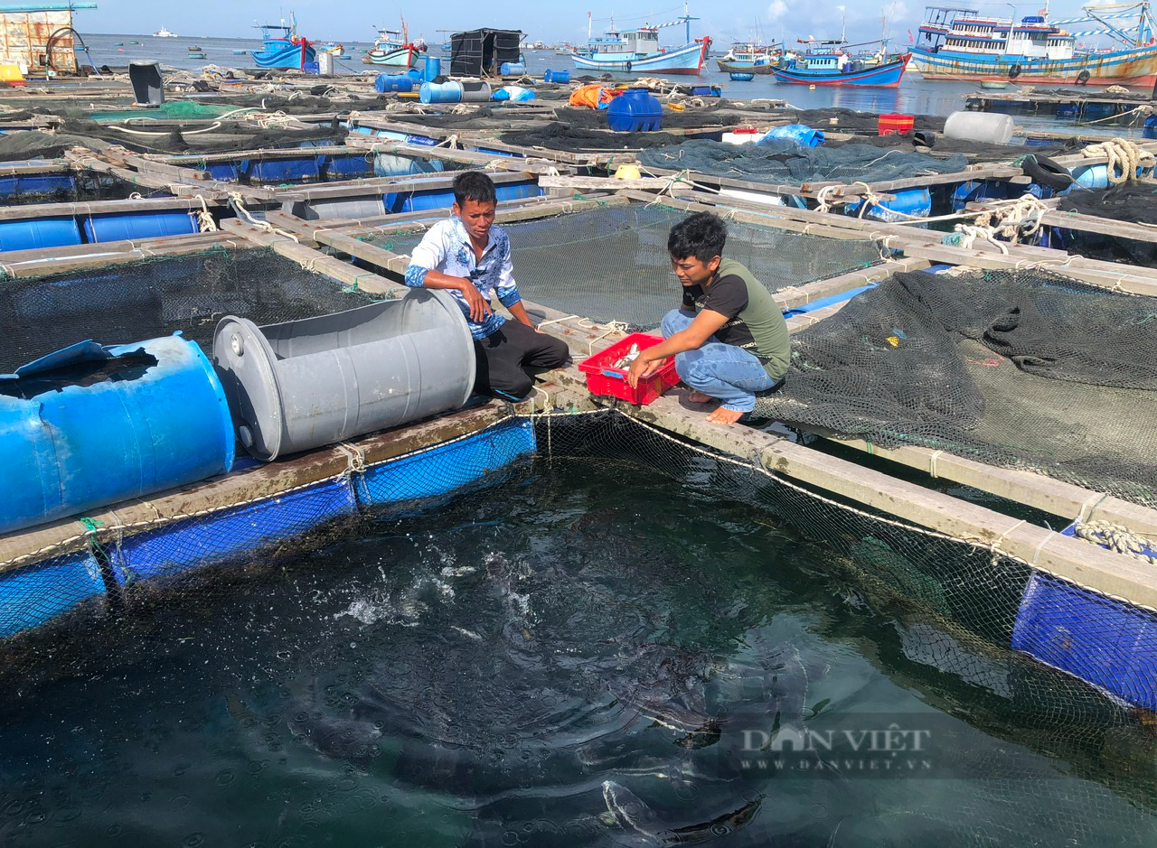 Ủy ban châu Âu sẽ thanh tra tình hình chống khai thác hải sản bất hợp pháp ở Bình Thuận - Ảnh 3.