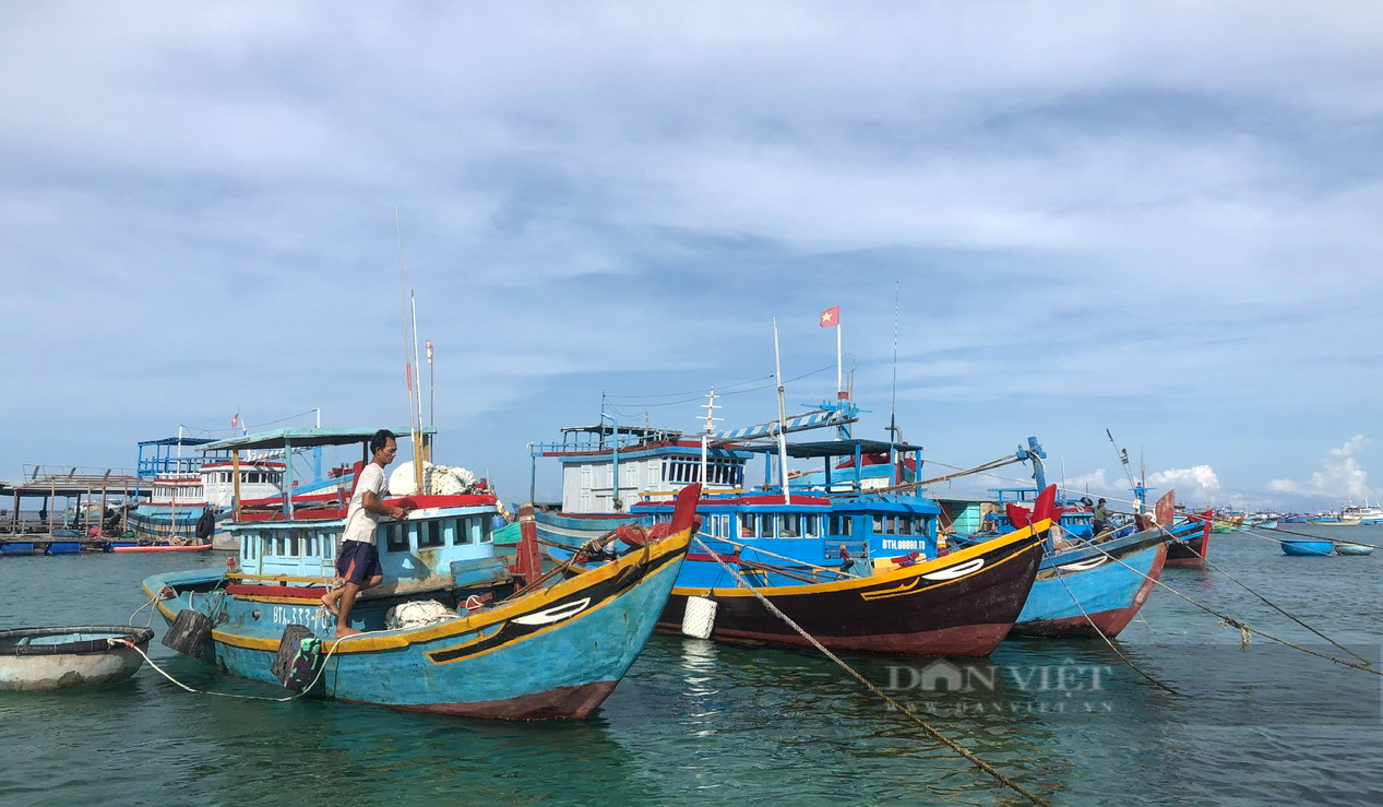 Ủy ban châu Âu sẽ thanh tra tình hình chống khai thác hải sản bất hợp pháp ở Bình Thuận - Ảnh 4.