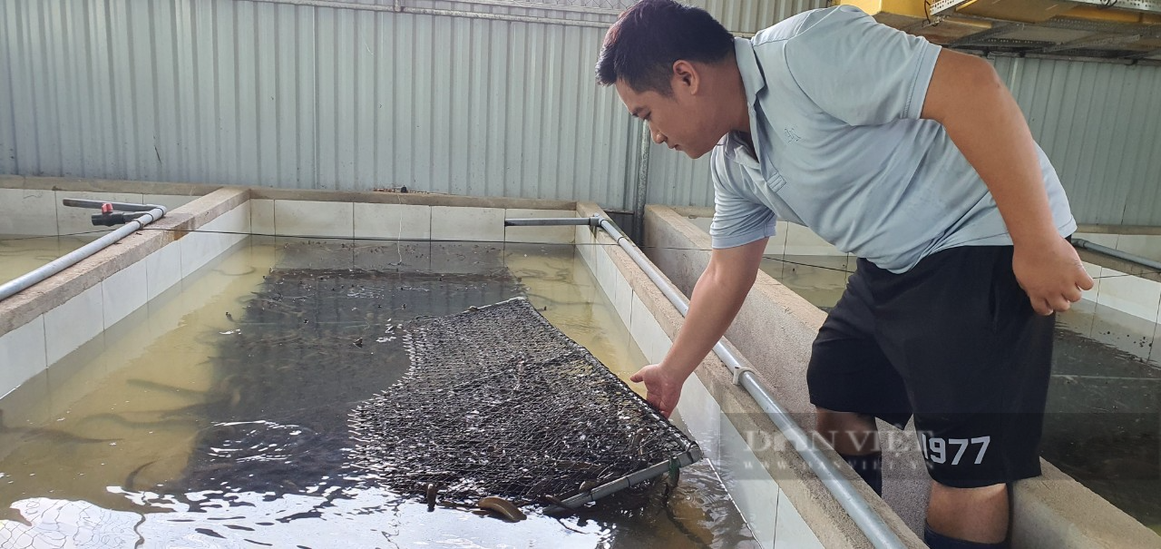Mê tít kiểu nuôi lươn không bùn của một nông dân ở Khánh Hòa - Ảnh 3.