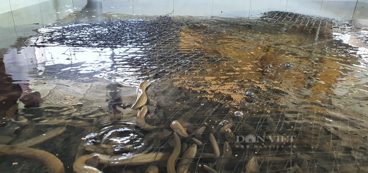 Mê tít kiểu nuôi lươn không bùn của một nông dân ở Khánh Hòa - Ảnh 5.