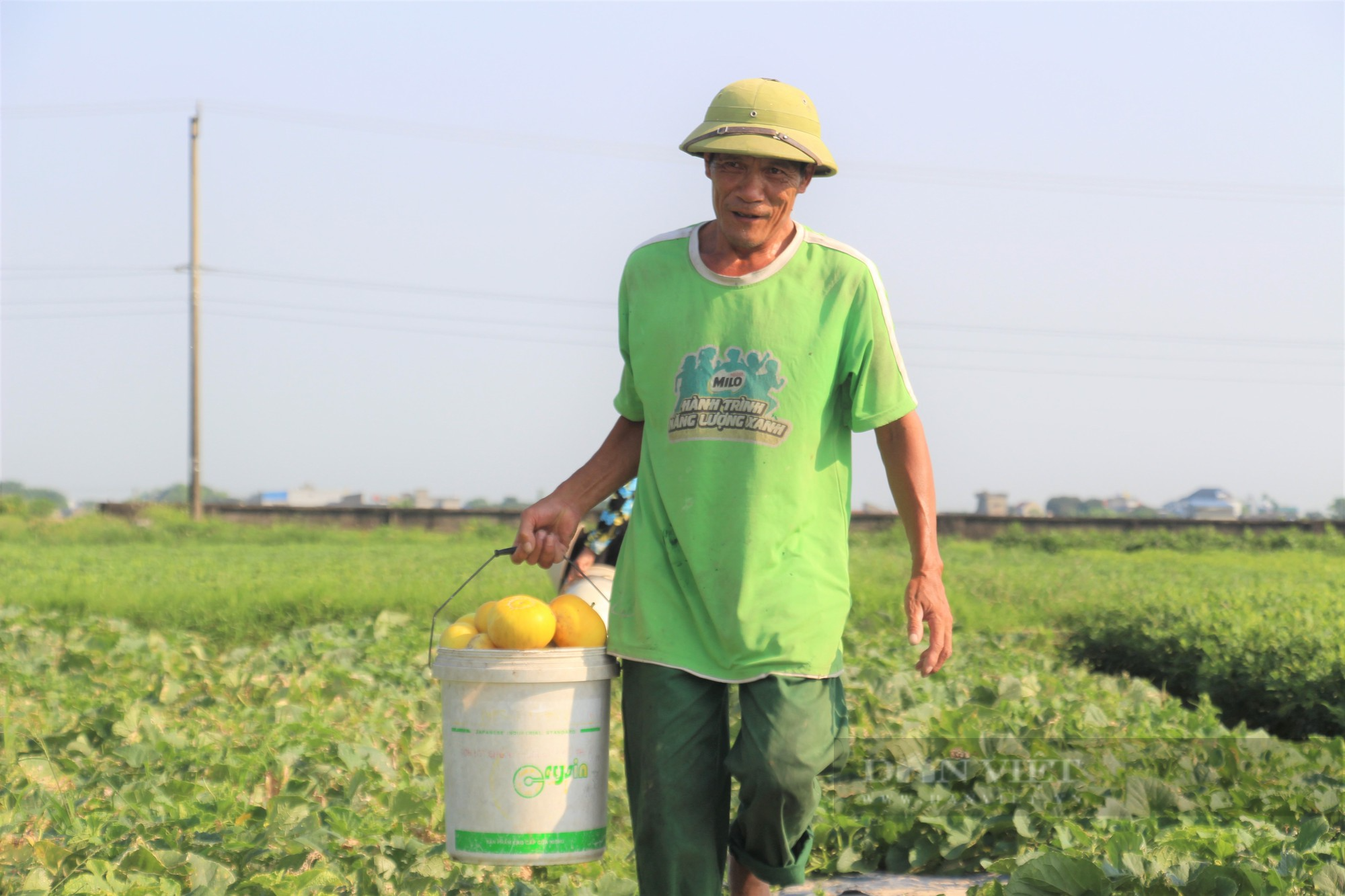 Thời tiết không ủng hộ, người trồng dưa ở Nam Định buồn bã vì năng suất thấp - Ảnh 1.