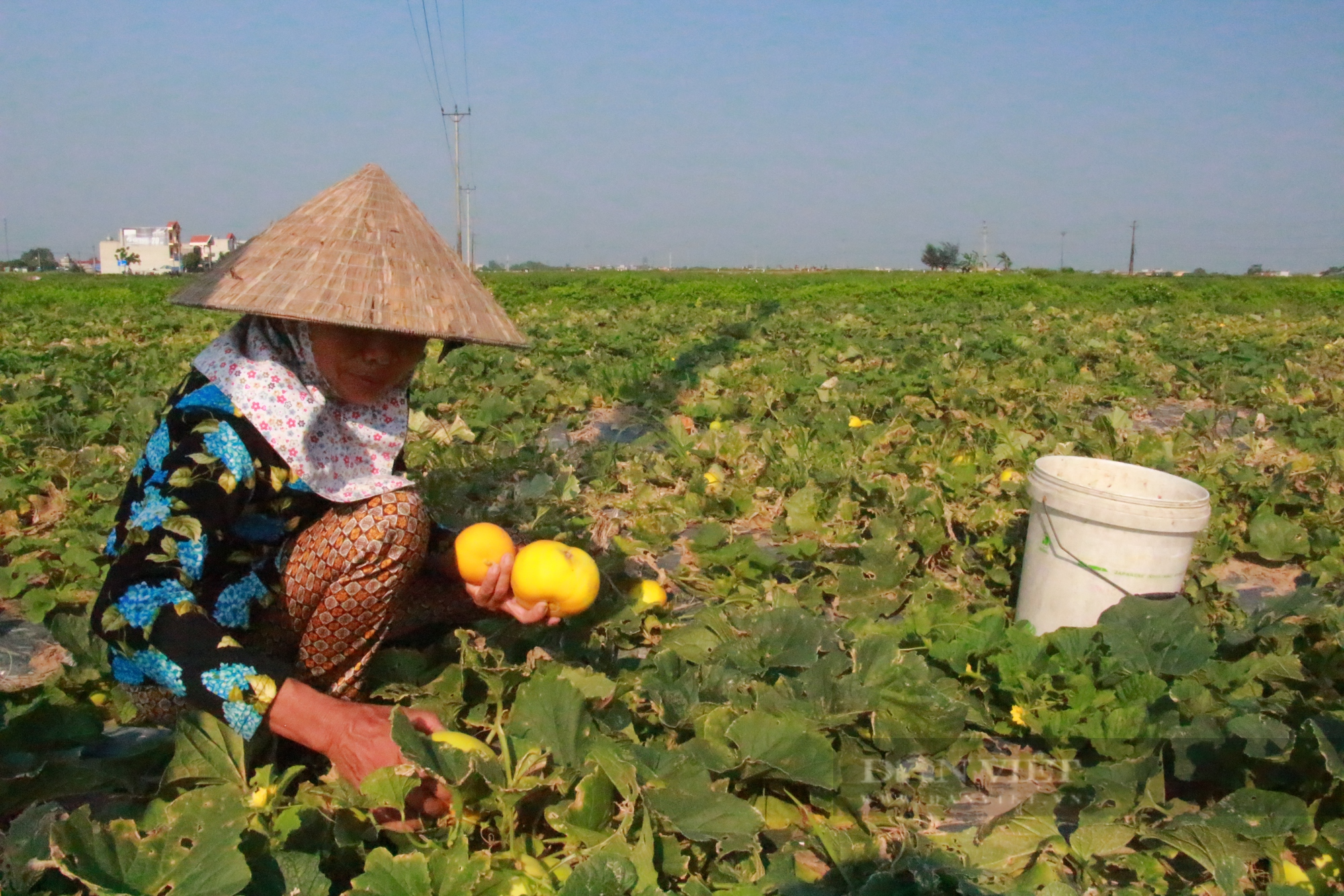 Thời tiết không ủng hộ, người trồng dưa ở Nam Định buồn bã vì năng suất thấp - Ảnh 3.