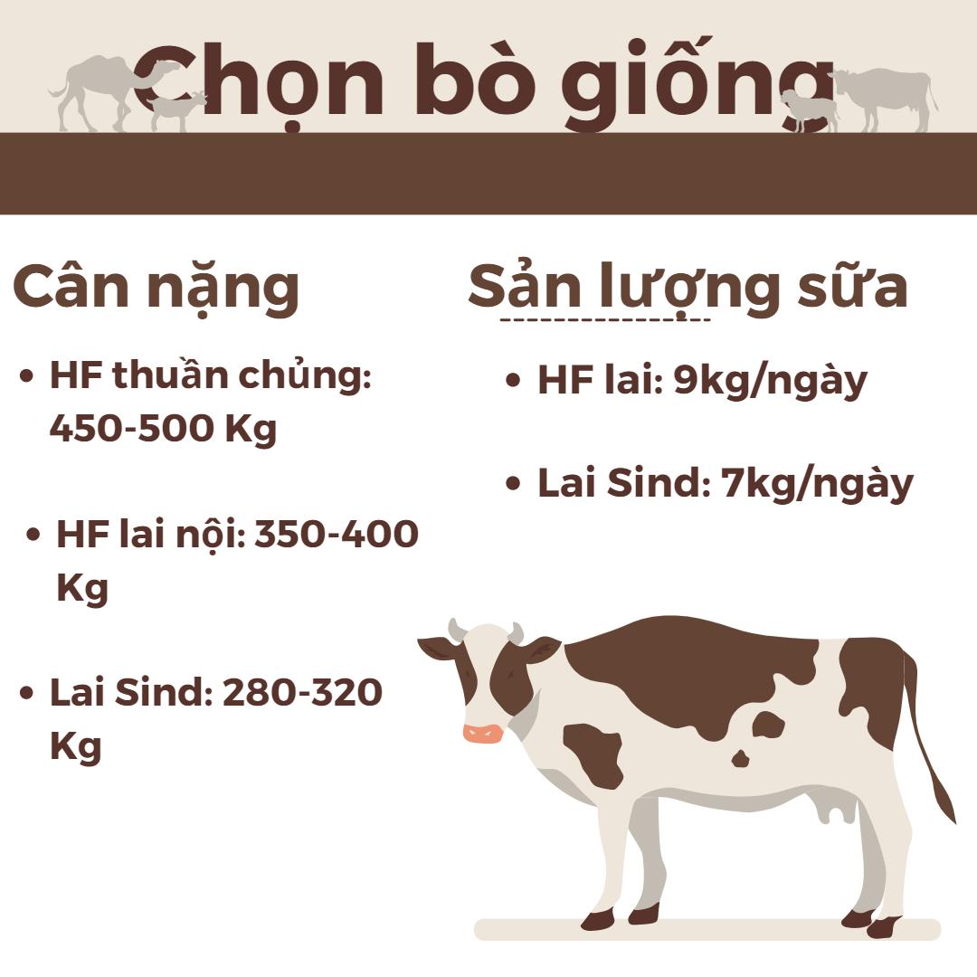 SỔ TAY NHÀ NÔNG: Những yếu tố ảnh hưởng đến chất lượng và sản lượng sữa bò - Ảnh 3.