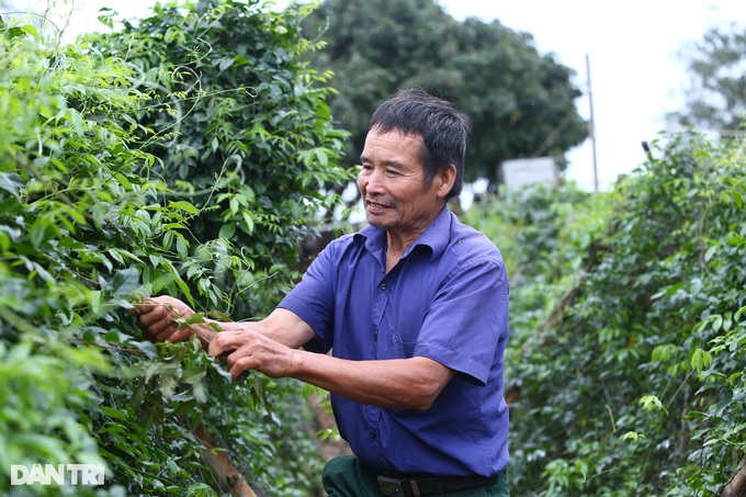 Nhặt "thần dược" trên núi về trồng, lão nông thu gần 1 tỷ mỗi năm - Ảnh 5. Nhặt "thần dược" trên núi về trồng, lão nông thu gần 1 tỷ mỗi năm - Ảnh 5.