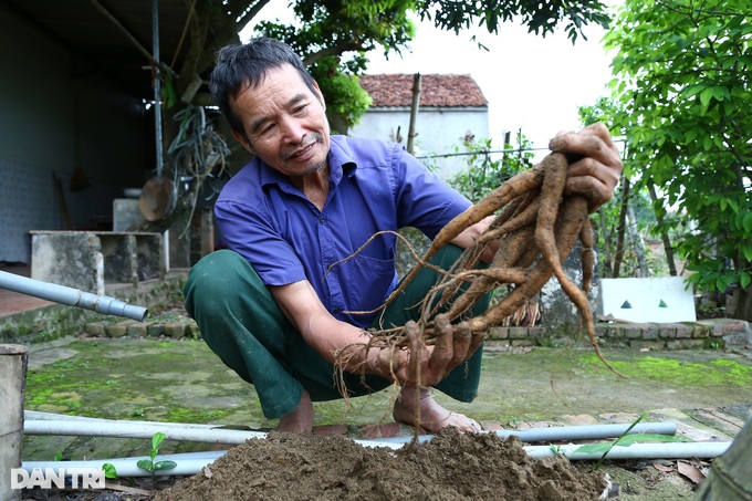 Nhặt "thần dược" trên núi về trồng, lão nông thu gần 1 tỷ mỗi năm - Ảnh 6. Nhặt "thần dược" trên núi về trồng, lão nông thu gần 1 tỷ mỗi năm - Ảnh 6.