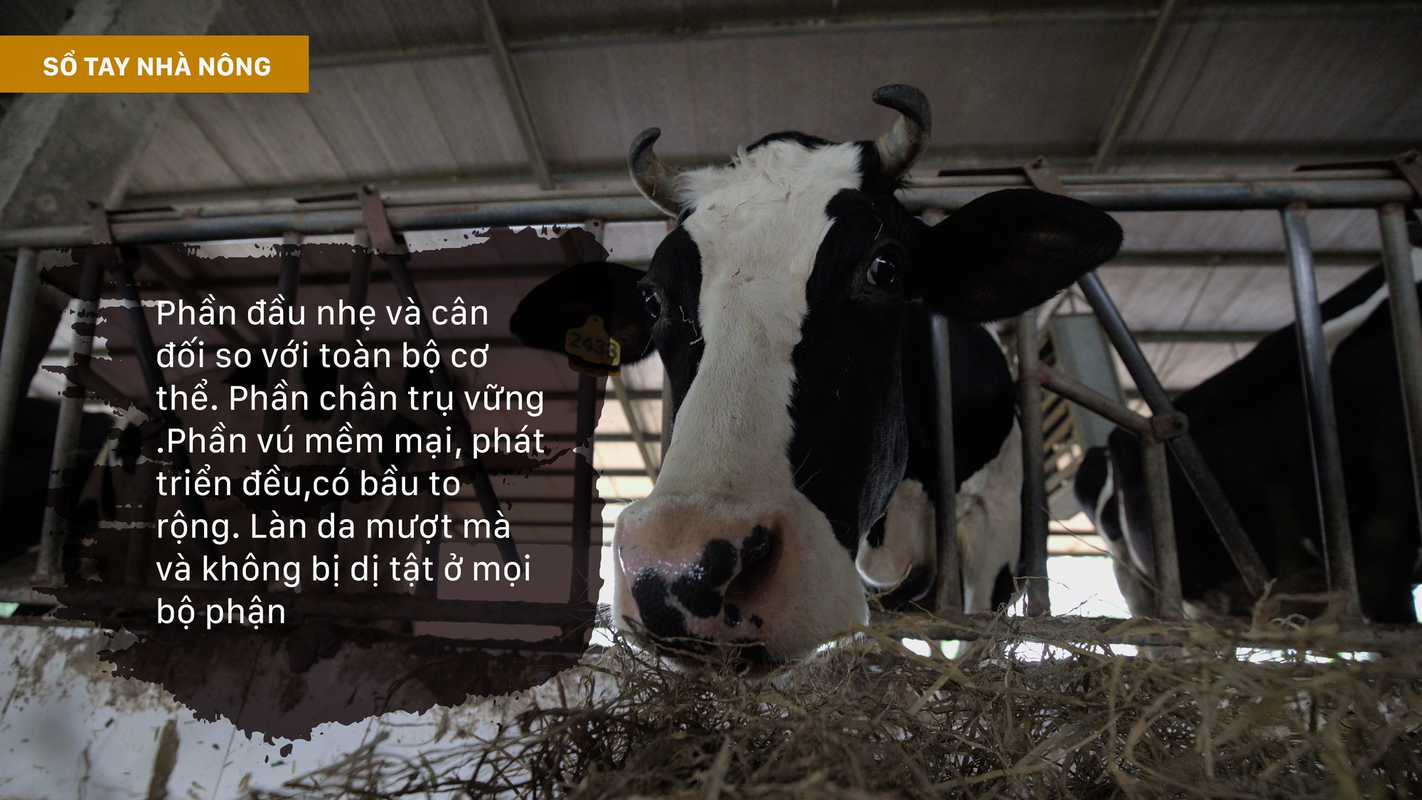 SỔ TAY NHÀ NÔNG: Những yếu tố ảnh hưởng đến chất lượng và sản lượng sữa bò - Ảnh 2.