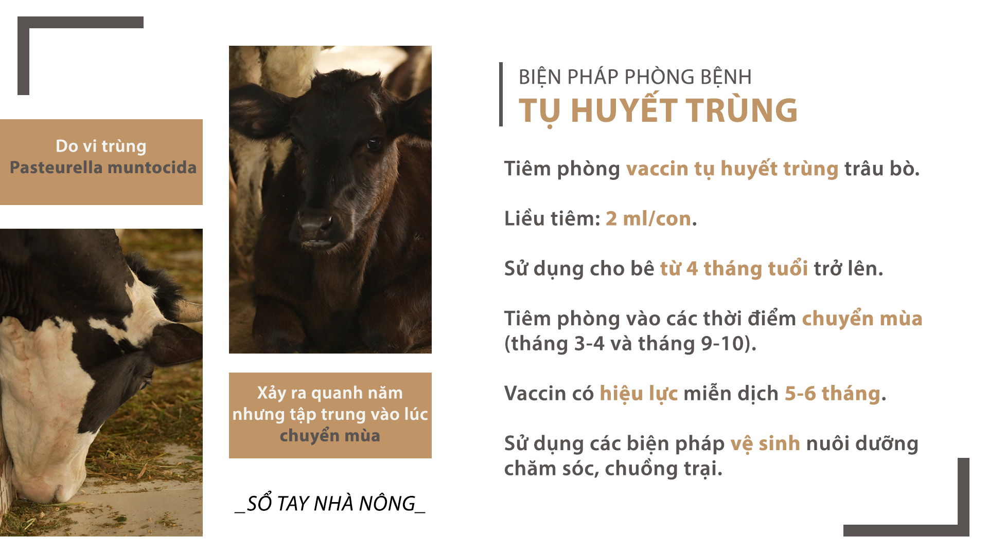 SỔ TAY NHÀ NÔNG: Hai căn bệnh truyền nhiễm cực kì nguy hiểm ở bò sữa - Ảnh 2.