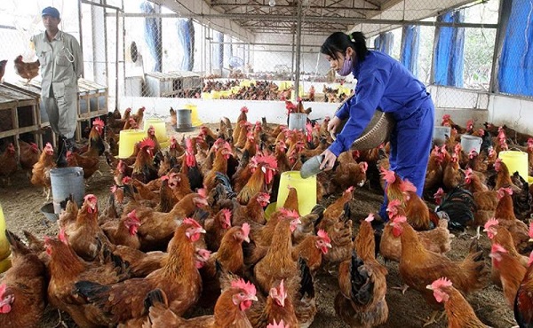 Hàng chục ngàn tấn gà thải loại được nhập lậu mỗi tháng - Ảnh 2.