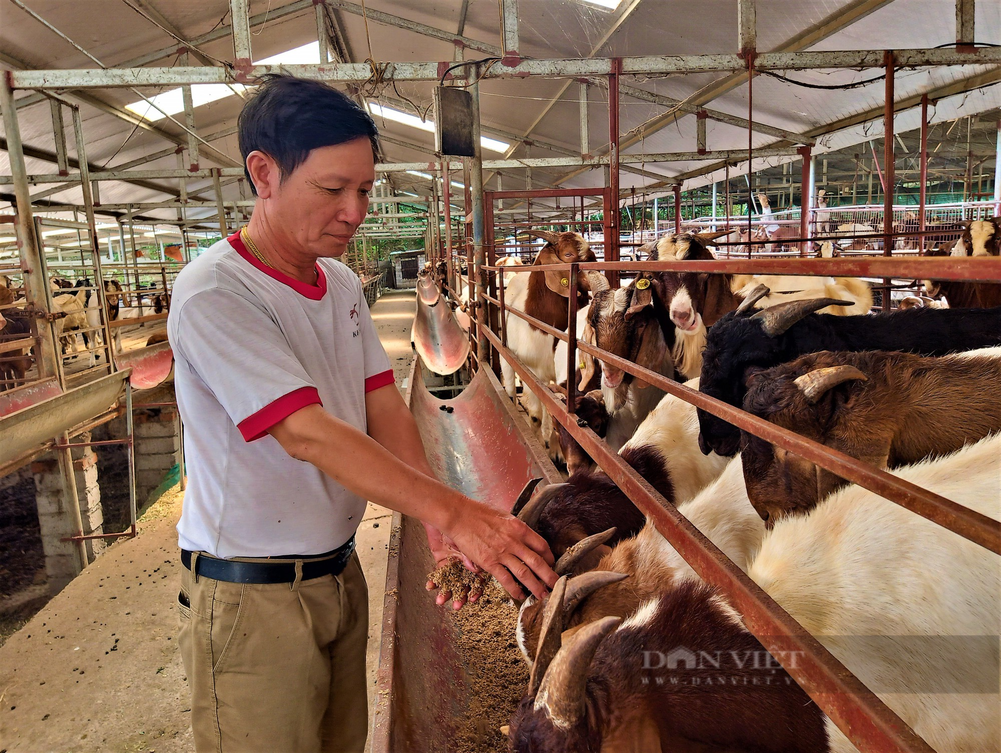 Nuôi con kêu be be thời hậu Covid, nông dân Hải Dương &quot;cầm cự&quot; chờ thời &quot;vàng son&quot; trở lại, lãi triệu rưỡi/con - Ảnh 6.