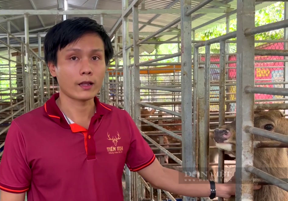 Mở trại nuôi hươu lấy nhung &quot;khủng&quot;, anh nông dân Tiền Giang đút túi nửa tỷ mỗi năm - Ảnh 1.