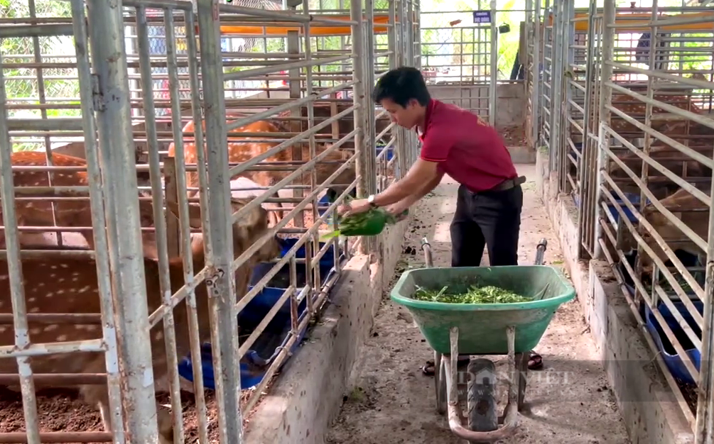Mở trại nuôi hươu lấy nhung &quot;khủng&quot;, anh nông dân Tiền Giang đút túi nửa tỷ mỗi năm - Ảnh 4.