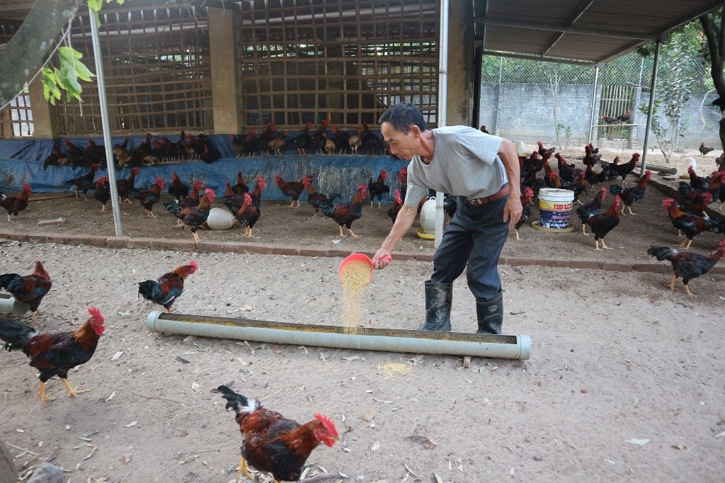 Là chất cấm ở trong nước nhưng Việt Nam vẫn cho nhập thịt lợn, gà từ các nước có sử dụng chất cấm - Ảnh 3.