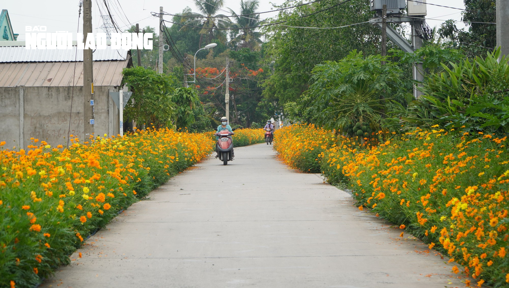 Tuyến đường hoa sao nhái tuyệt đẹp tại huyện Củ Chi, TP HCM - Ảnh 1.