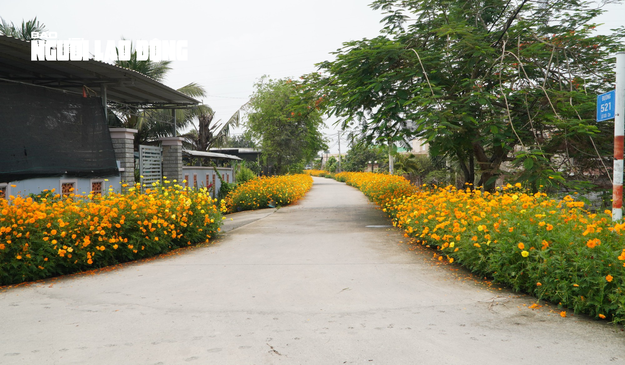 Tuyến đường hoa sao nhái tuyệt đẹp tại huyện Củ Chi, TP HCM - Ảnh 6.