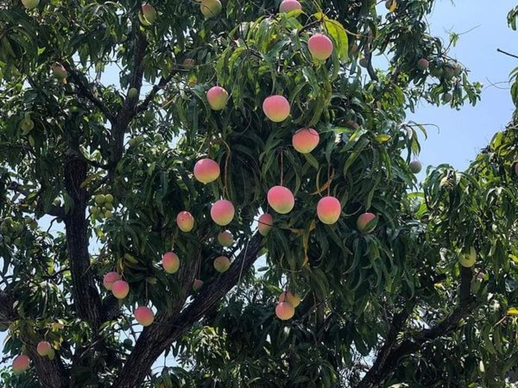 Khánh Hòa: Cây xoài chi chít quả màu đỏ hồng tựa trái đào tiên đang gây sốt trên mạng xã hội - Ảnh 1.