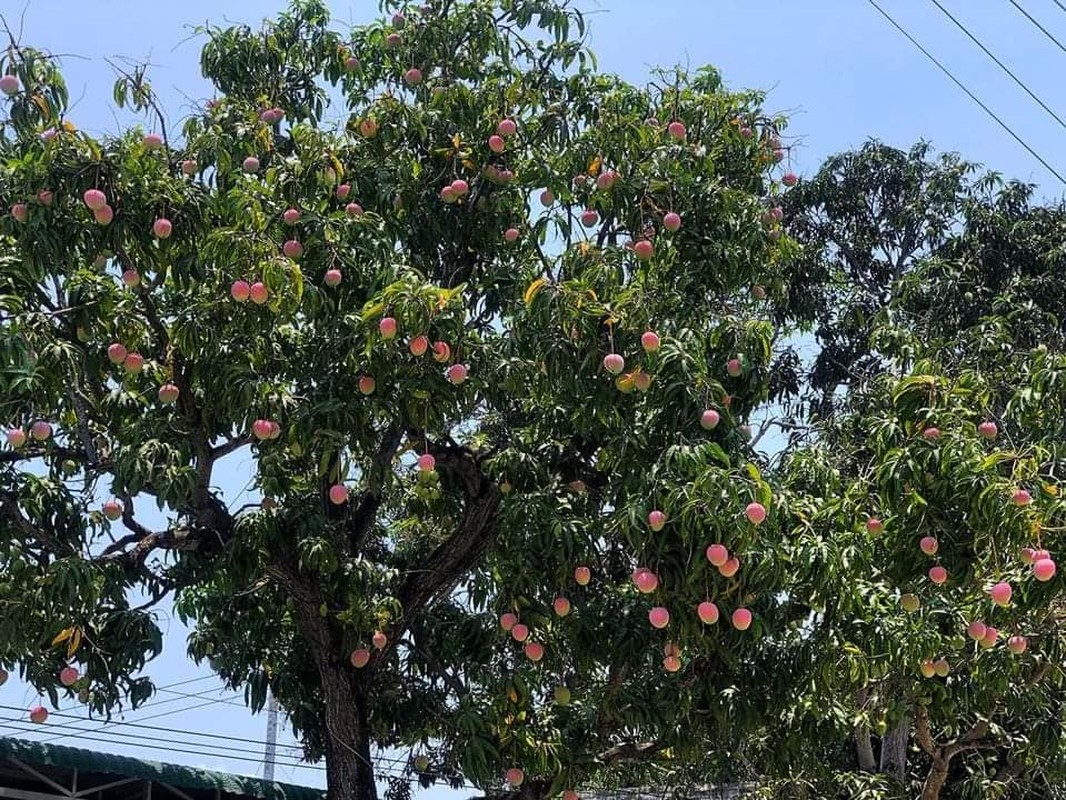 Khánh Hòa: Cây xoài chi chít quả màu đỏ hồng tựa trái đào tiên đang gây sốt trên mạng xã hội - Ảnh 2.