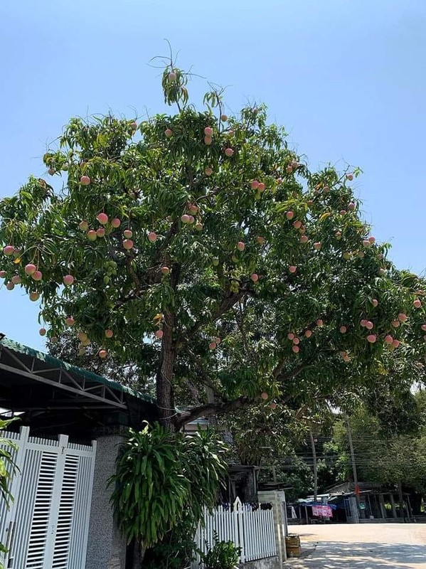 Khánh Hòa: Cây xoài chi chít quả màu đỏ hồng tựa trái đào tiên đang gây sốt trên mạng xã hội - Ảnh 3.