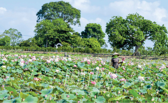 Vùng đất này của Thái Bình trồng loài hoa mùa hè, bán từ lá, hoa đến củ, còn thu hút mọi người về chụp ảnh - Ảnh 2.