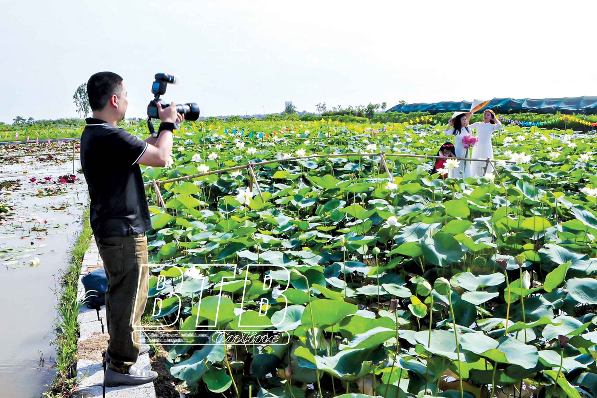Vùng đất này của Thái Bình trồng loài hoa mùa hè, bán từ lá, hoa đến củ, còn thu hút mọi người về chụp ảnh - Ảnh 1.