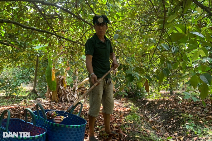 Đu mình hái loại trái cây &quot;nổi nhất mạng xã hội&quot; kiếm nửa triệu mỗi ngày - Ảnh 7.