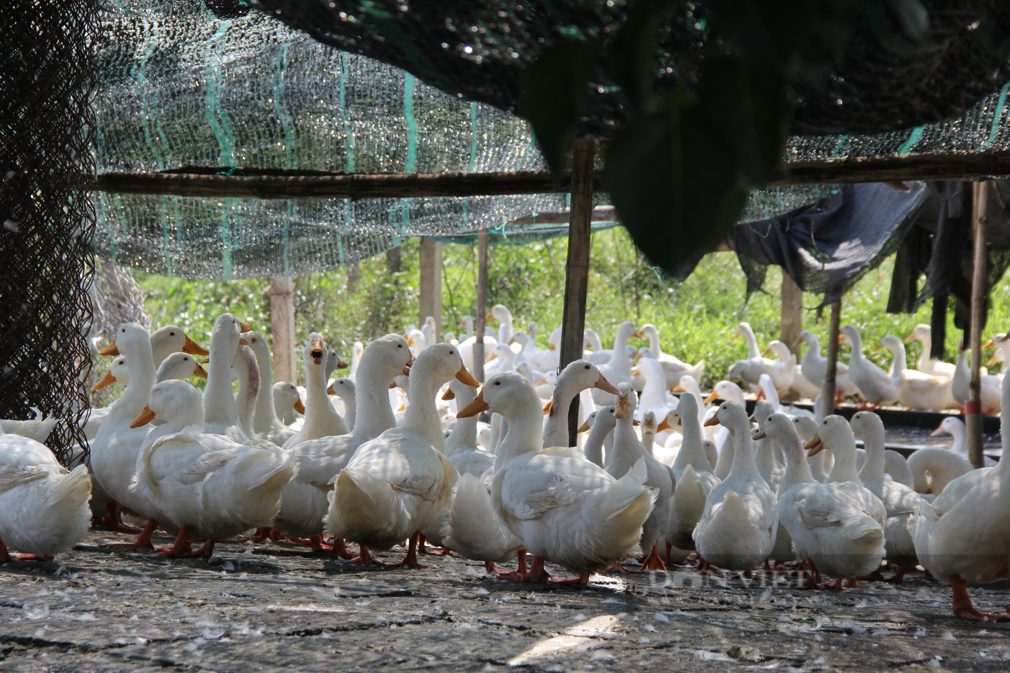 Thanh niên Quảng Trị trồng nấm bào ngư, nuôi vịt ấp trứng, ít tốn thời gian mà thu nhập ổn định - Ảnh 7.