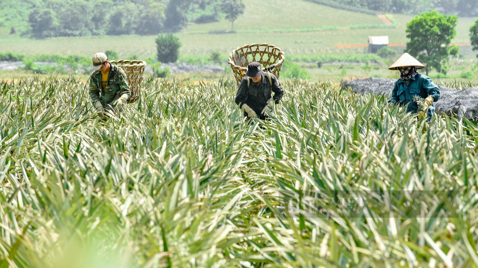 Nông dân Thanh Hoá phơi mình dưới trời nắng hơn 40 độ C mưu sinh trên cánh đồng dứa - Ảnh 1.