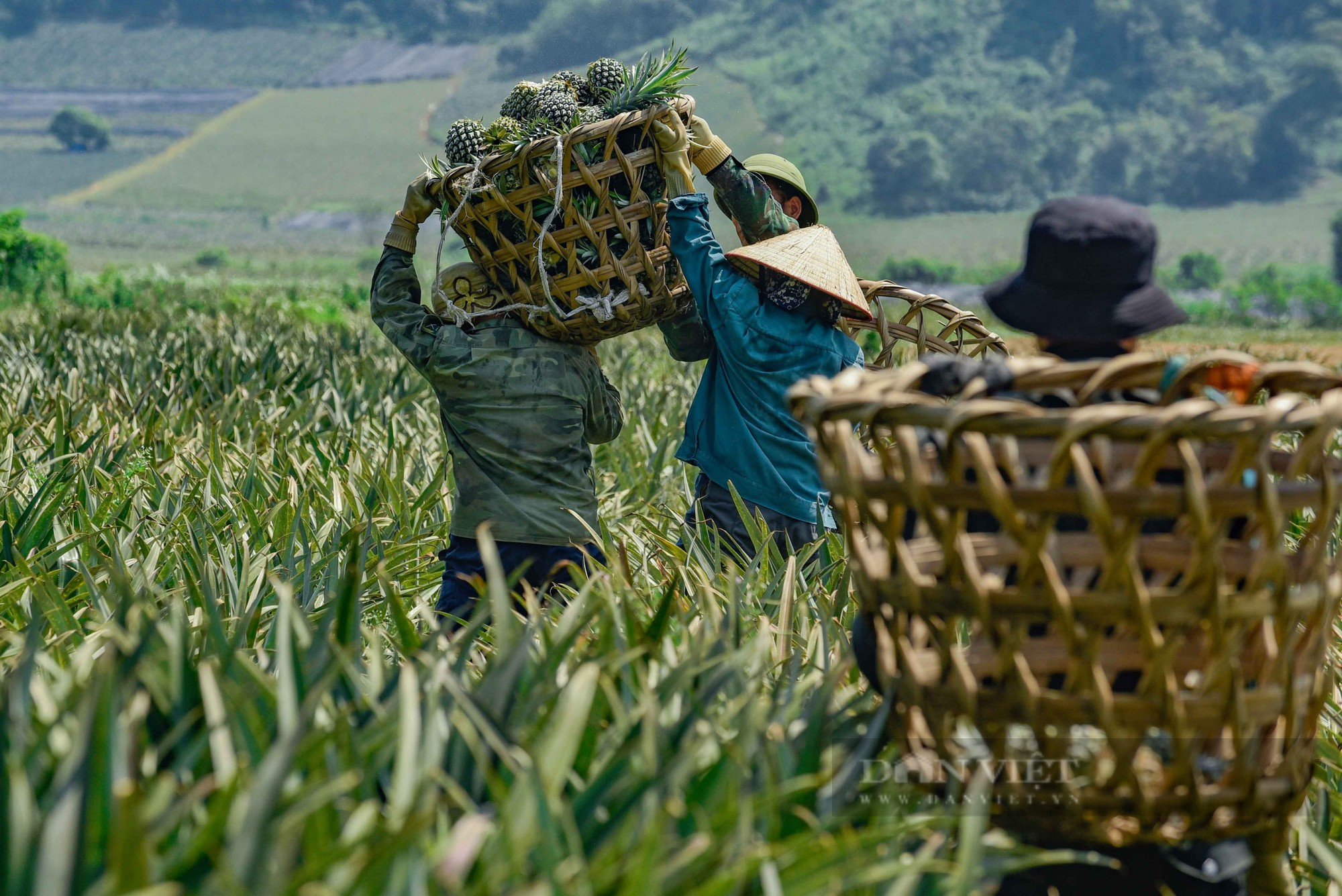 Nông dân Thanh Hoá phơi mình dưới trời nắng hơn 40 độ C mưu sinh trên cánh đồng dứa - Ảnh 7.