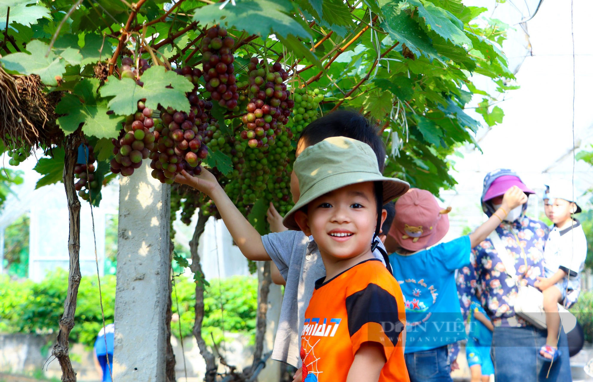 Lạc vào vườn nho trĩu quả tại trường Đại học Nông - Lâm Bắc Giang - Ảnh 3.