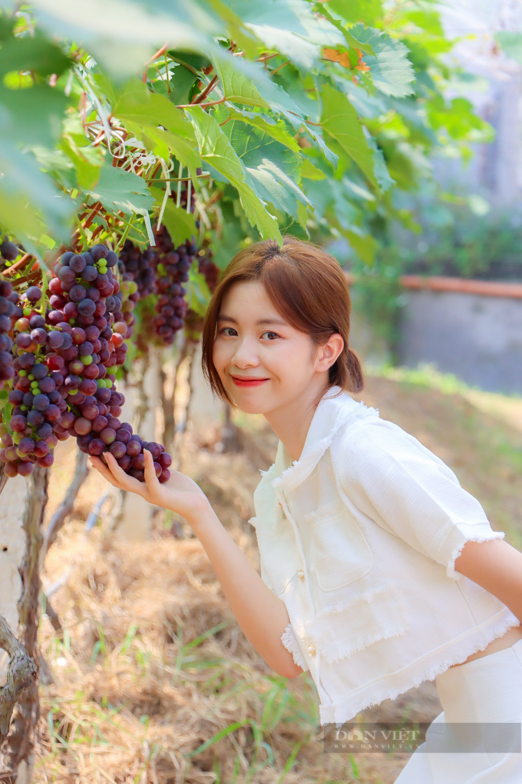 Lạc vào vườn nho trĩu quả tại trường Đại học Nông - Lâm Bắc Giang - Ảnh 7.