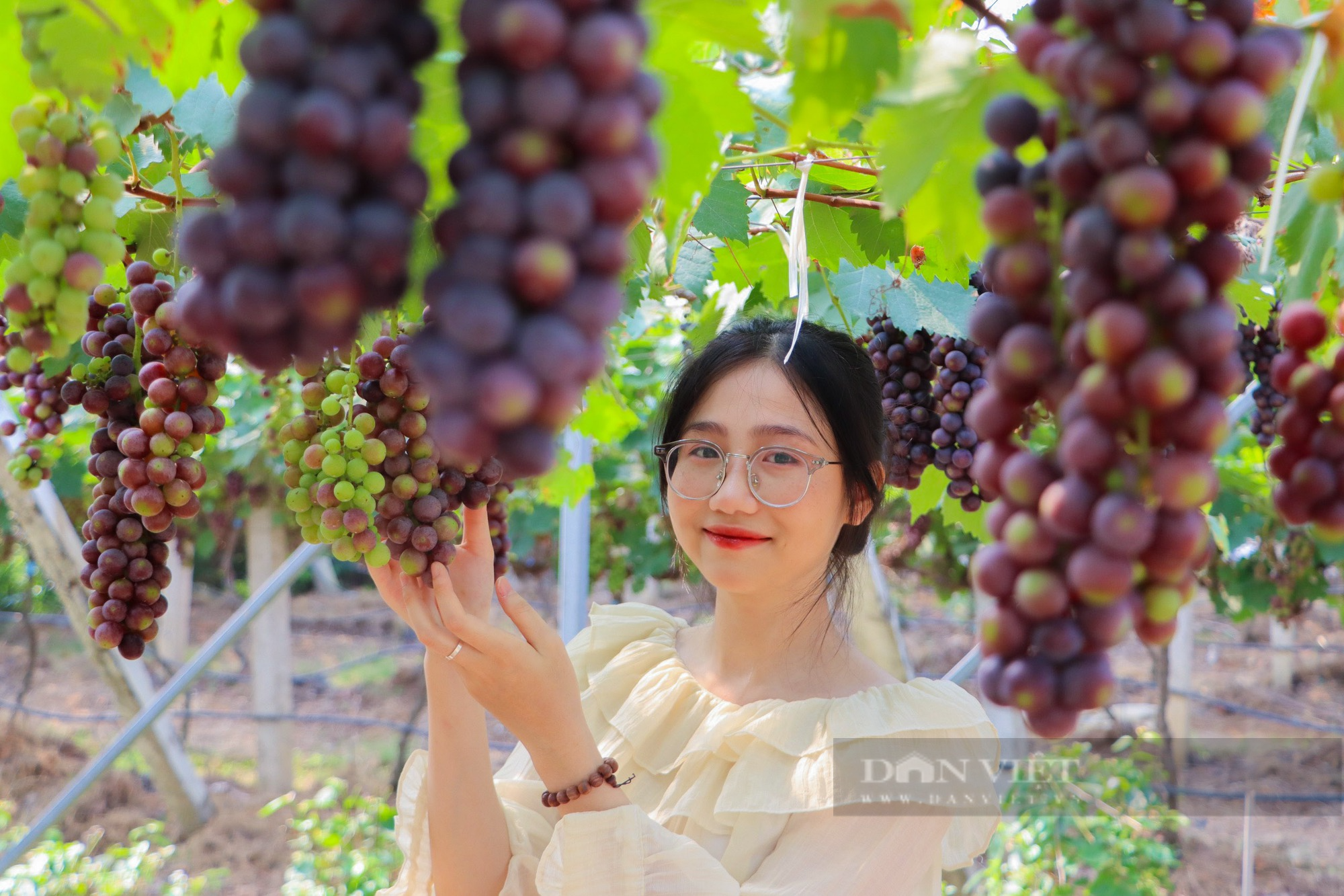 Lạc vào vườn nho trĩu quả tại trường Đại học Nông - Lâm Bắc Giang - Ảnh 8.